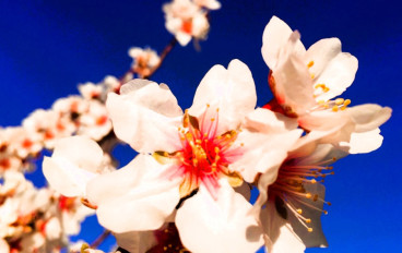 The Almond Blossom of Tejeda and Valsequillo 2025